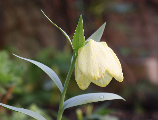 Fritillaria pallidiflora, Sämling