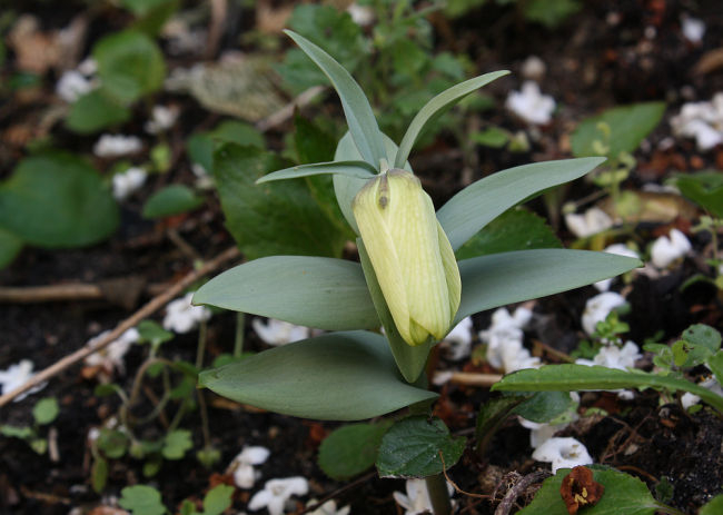 Fritillaria pallidiflora, Sämling