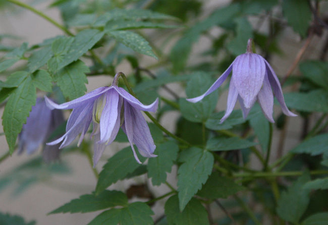 Clematis alpina