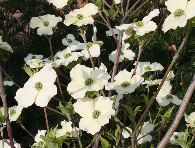 Cornus florida