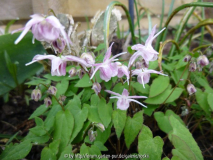 Epimedium grandiflorum _Akebono_.jpg