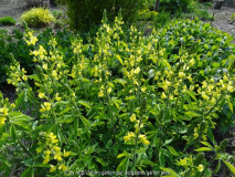 Thermopsis chinensis May 2015