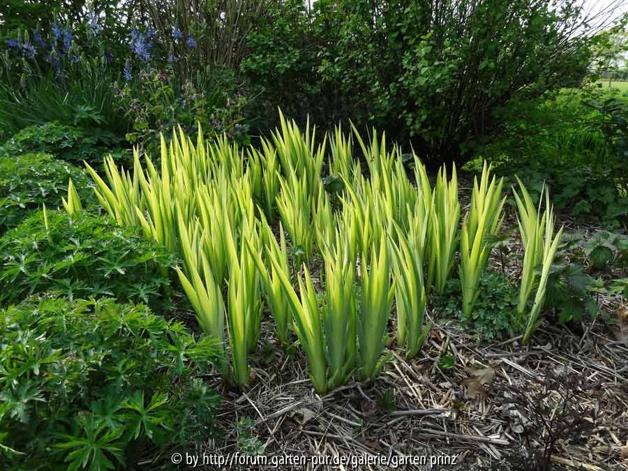 Iris pseudoacorus Variegata May 2015