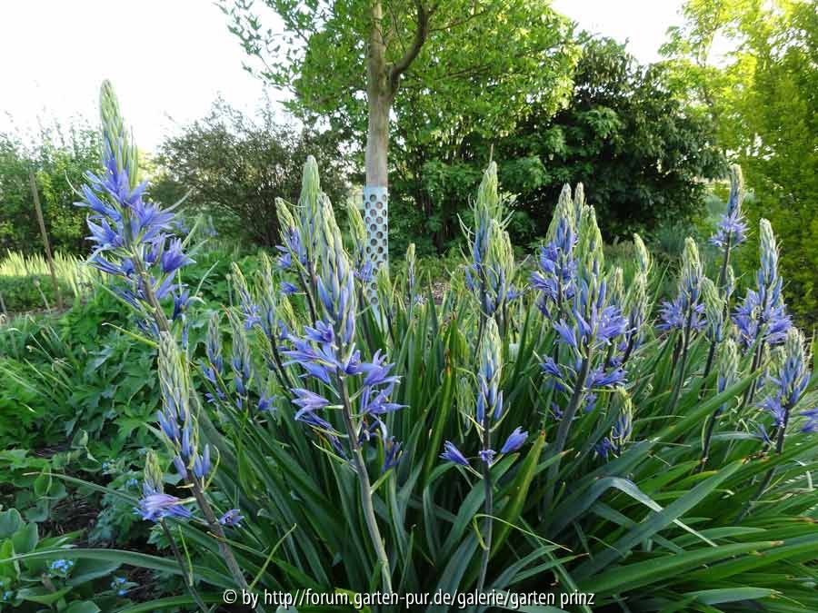 Camassia quamash May 2015