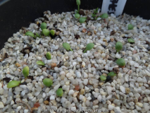 Limnanthes douglasii Germination May 201