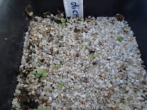 Callicarpa dichotoma Germination April 2