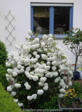 Viburnum-Eskimo_15-1.jpg