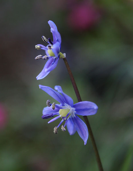 Scilla amoena 15