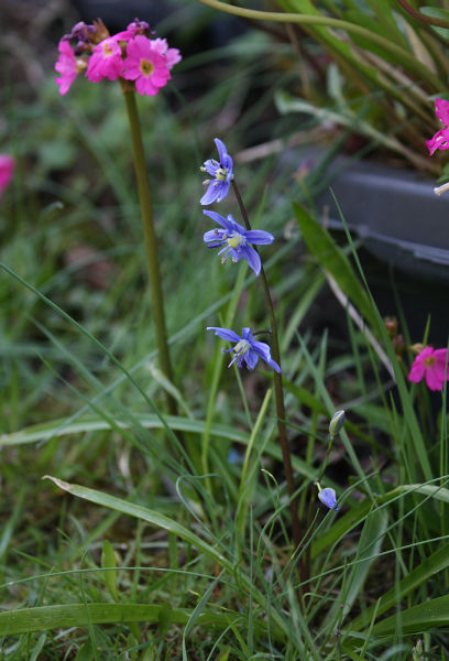 Scilla amoena 15