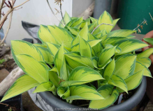 Hosta-June_15-1.jpg
