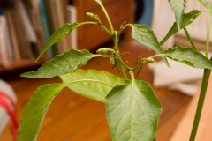 Chili-1.jpg