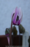 Cyclamen graecum