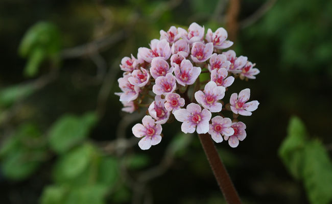 Darmera peltata