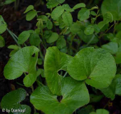 2015-05-ß3 Petasites fragrans
