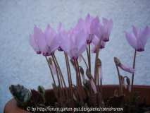 Cyclamen mirabile 'Tilebarn Nicholas'