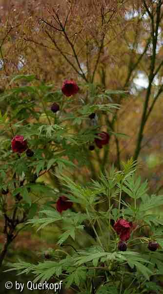 2015-05-03 Paeonia delavayi
