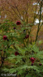 2015-05-03 Paeonia delavayi