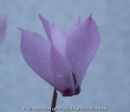 Cyclamen mirabile 'Tilebarn Nicholas' - 