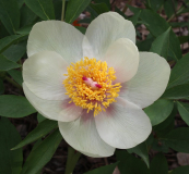 Paeonia dauricassp. wittmanniana