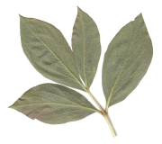 Paeonia dauricassp. wittmanniana