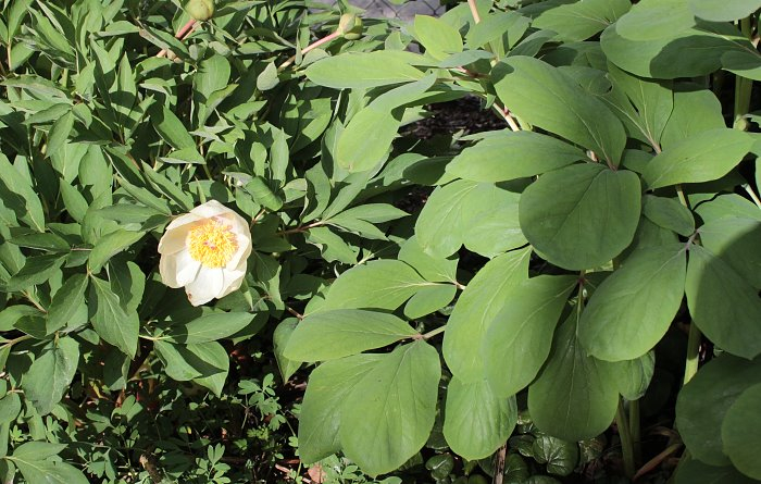 Paeonia daurica ssp. wittmanniana