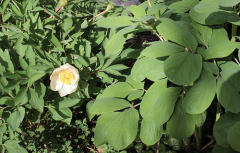 Paeonia daurica ssp. wittmanniana