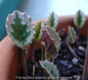 Cyclamen mirabile 'Tilebarn Nicholas' -