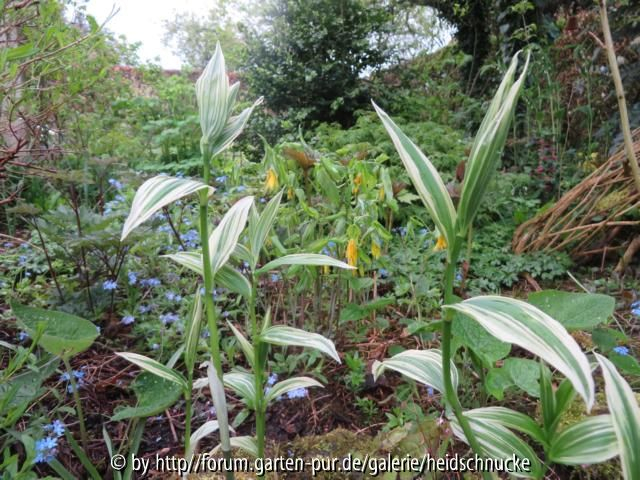 Polygonatum_2?