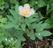 Paeonia Hybrid (cambessedesii x ? evtl. daurica)