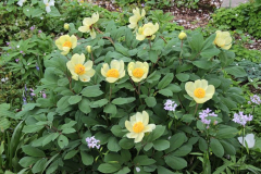 Paeonia daurica