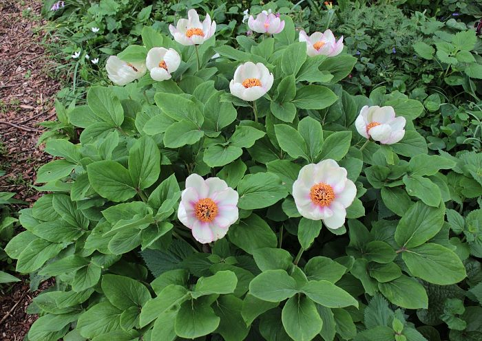 Paeonia daurica
