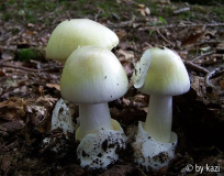 Amanita phalloides
