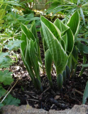 Hosta-unbekannt_15-1.jpg