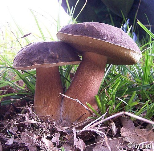 Boletus aereus