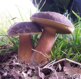Boletus aereus