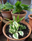 Hosta-Töpfe_15-3.jpg