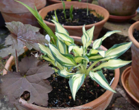 Hosta-LittleJay_15-1.jpg