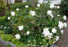Paeonia-weiß_15-3a.jpg