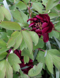 Paeonia-Mo Run Jue Lun_15-1.jpg