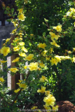 Rosa_pimpinellifolia-HelenKnight_15-2.jp
