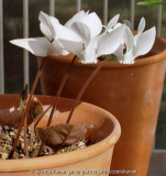 Cyclamen graecum f. alba