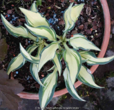 Hosta-LittleJay_15-2.jpg