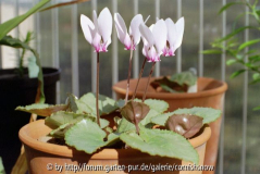Cyclamen graecum 'Rhodopou' 2003