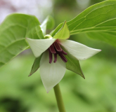 Trillium rugelii