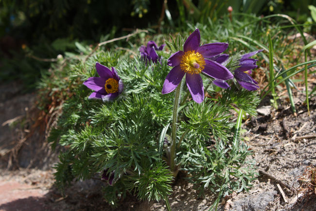 Pulsatilla Cult.