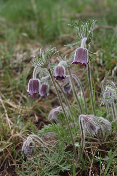 Pulsatilla pratensis