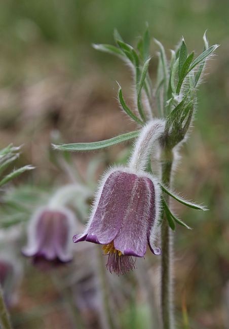 Pulsatilla pratensis