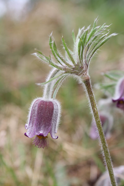 Pulsatilla pratensis