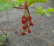 Enkianthus cernuus var. rubens May 2015