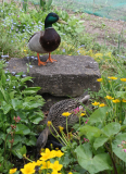 Stockenten